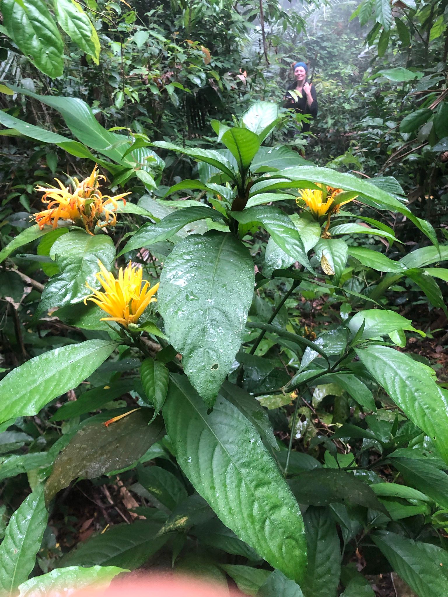 Anuncio LA VENTANA sobre el camino que baja al Río Chacamax, Palenque, Chiapas