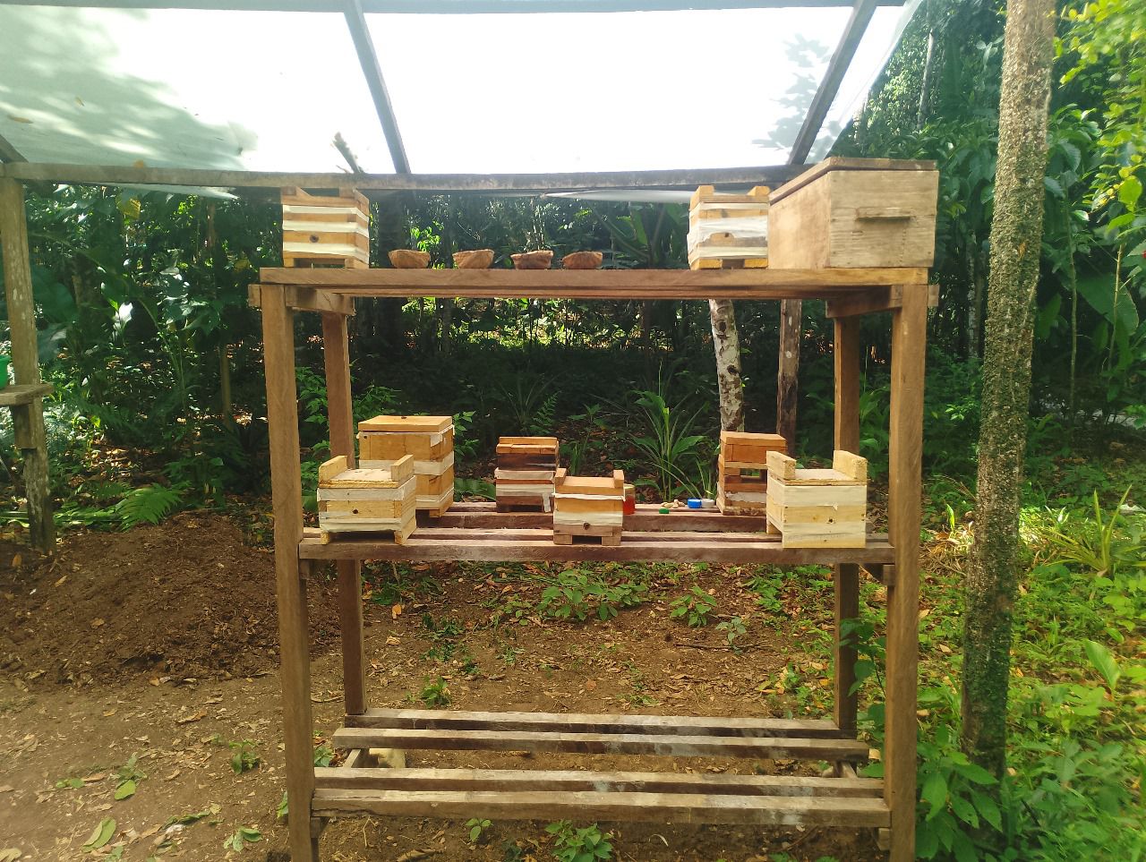Abeja melipona sagrada sin aguijón — Escuela Meliponario Tonantzin, Palenque