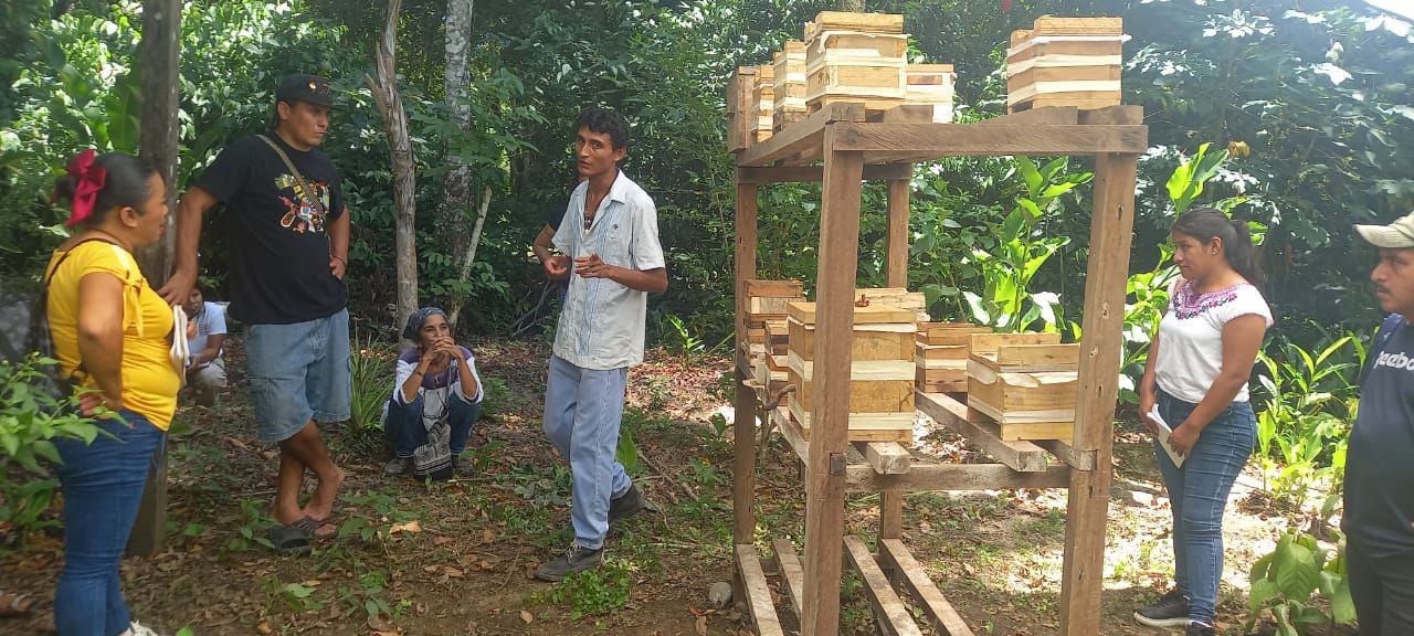 Cosecha de miel melipona — tradición maya viva en Palenque