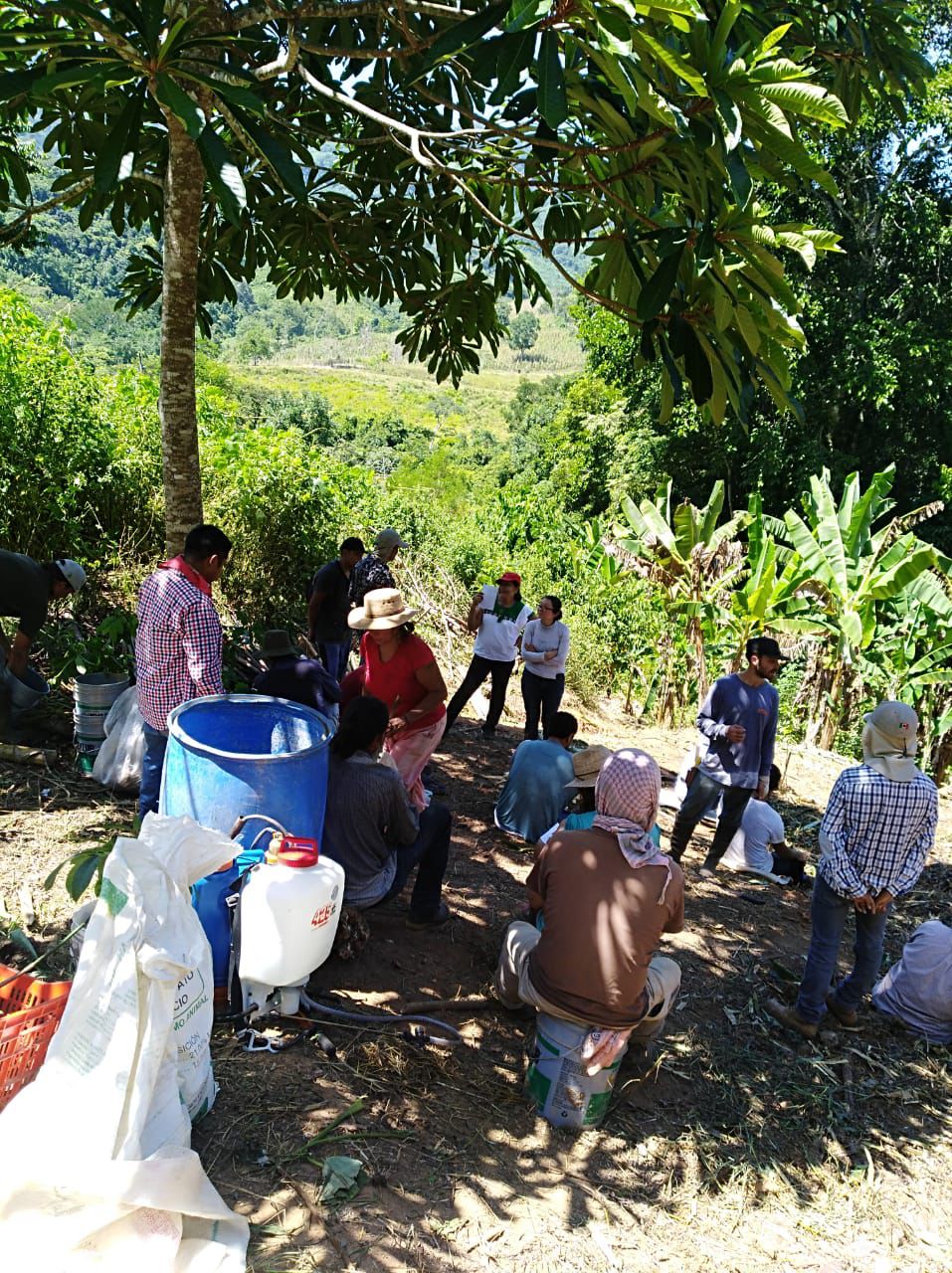 Sistemas agroforestales y milpa tradicional — Palenque, Chiapas