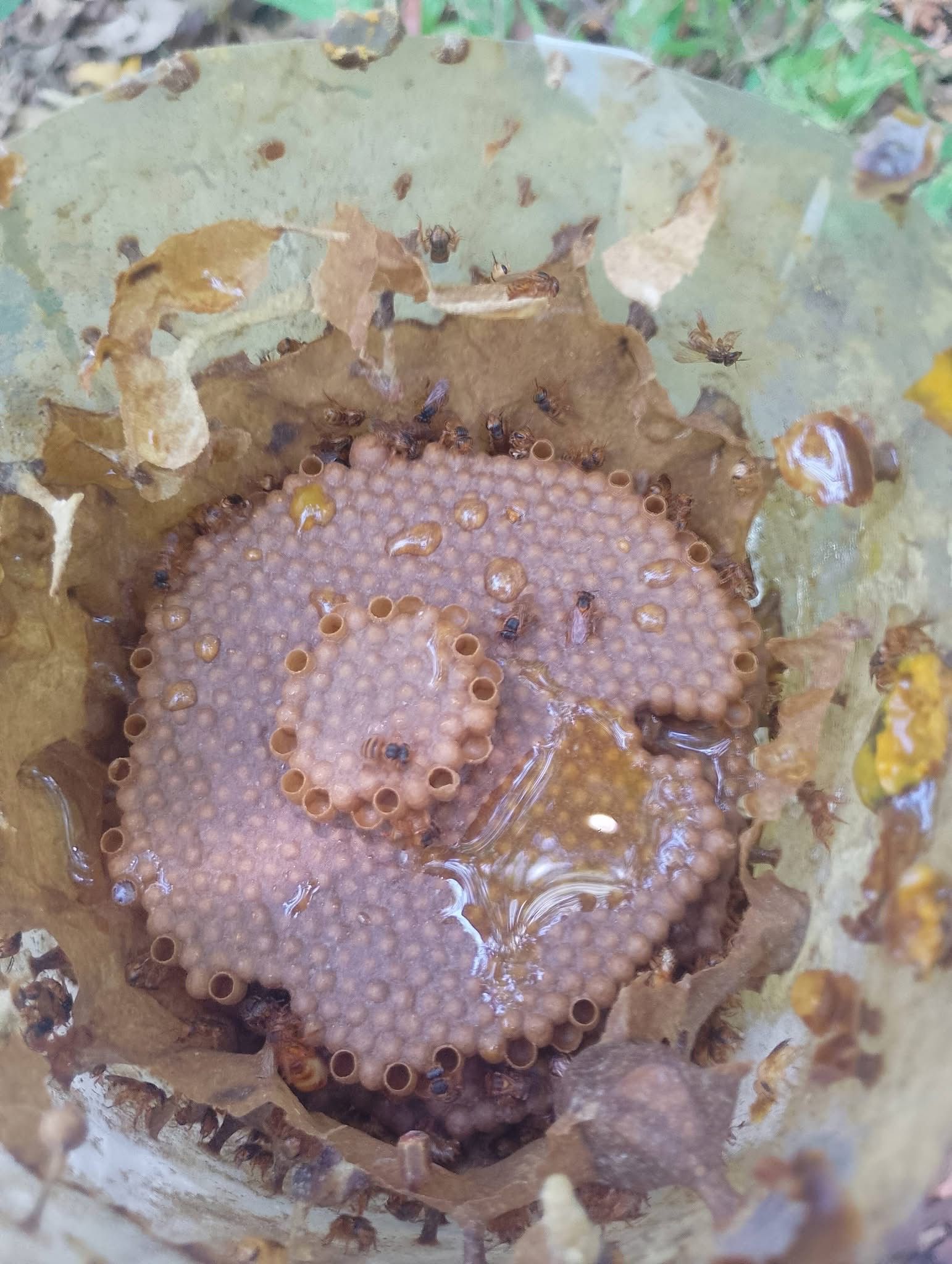 Miel melipona y miel apis de la selva — productos artesanales La Ventana Palenque