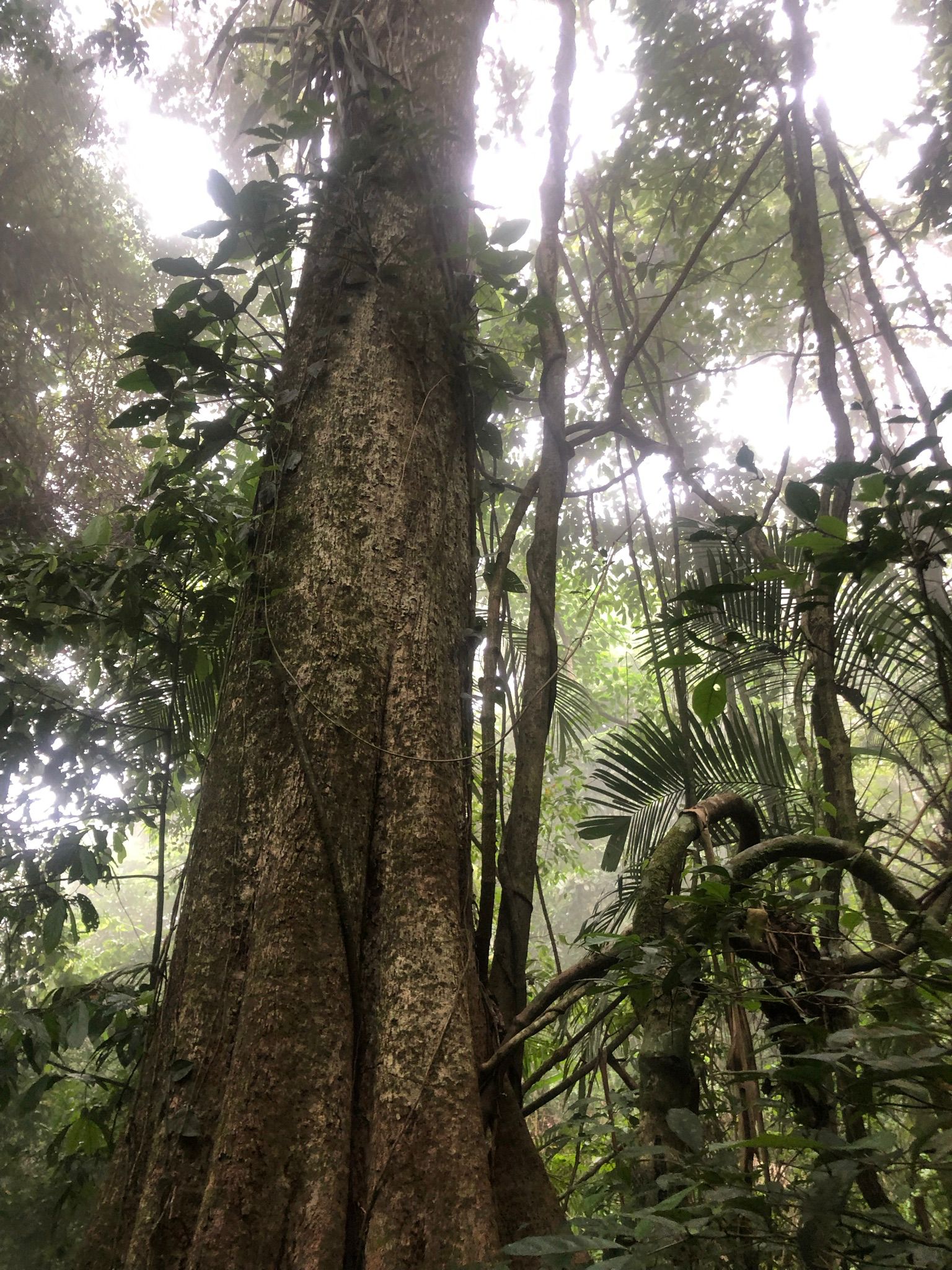 Sendero entre la selva primaria de Palenque — La Ventana